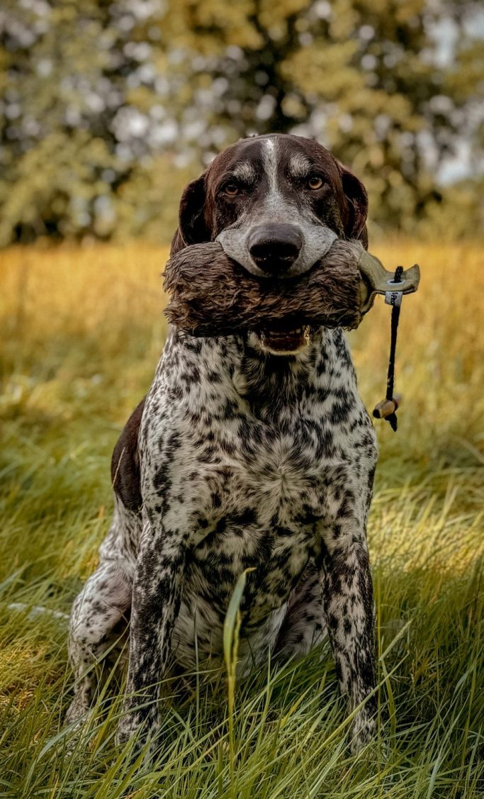Hundephysio Ostfriesland Brauner Hund mit geflecktem Fell sitzt im Gras und hält einen Knochen im Maul.